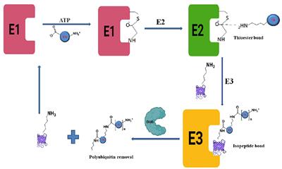 The emerging role of Deubiquitinases (DUBs) in parasites: A foresight review